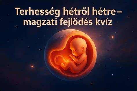 magzati fejlődés hetek szerint