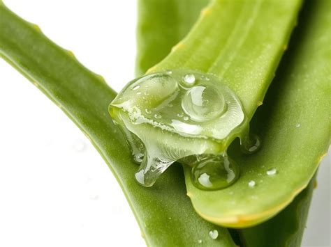 Aloe vera levél belső gél és latex rétege