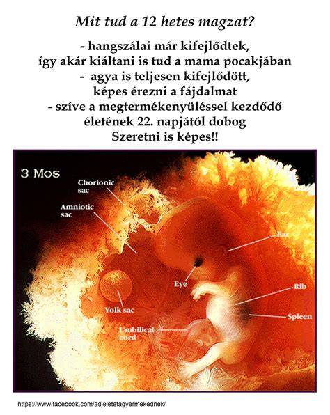 magzat a magzatvízben anatómiai ábra
