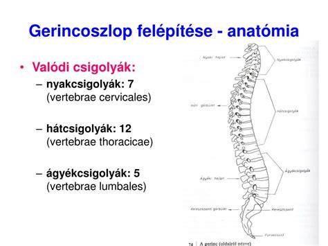gerincoszlop és gerincvelő anatómiai ábrája