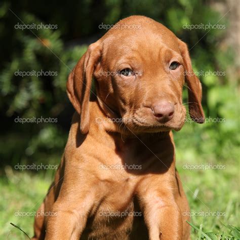 Hungarian Vizsla kölyök biztonságos szabad mozgása