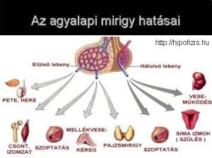 Agyalapi mirigy és mellékvese hormonális szabályozása