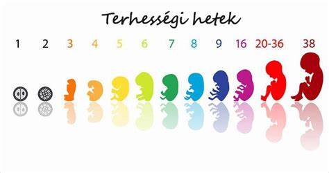 magzati fejlődés anatómiai infografika