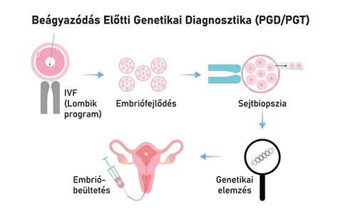 lombikprogram embrióbeültetés orvosi folyamat