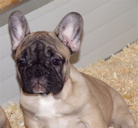6 hónapos bézs kan francia bulldog