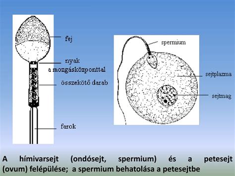petesejt felépítése és károsító tényezői