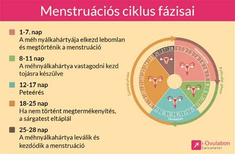 menstruációs ciklus és termékeny időszak naptára