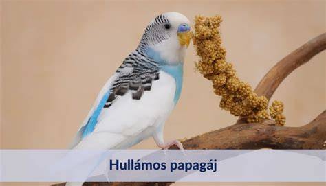 Hullámos papagáj napi gondozási ellenőrzőlista
