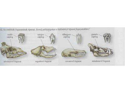 csecsemő koponyája kutacsokkal ábra
