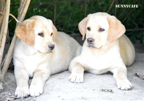 2 hónapos labrador kölyök etetése