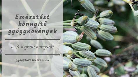 szoptatást segítő gyógynövények