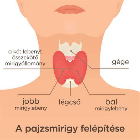 pajzsmirigy és terhesség sematikus ábra