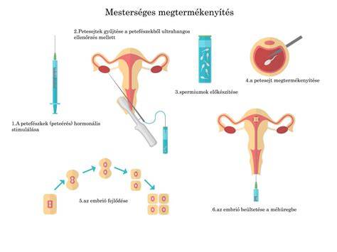 Megtermékenyítés lépései ábra