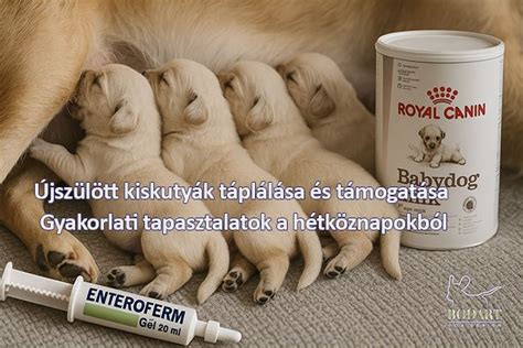 Újszülött kiskutyák szopása anyatejjel
