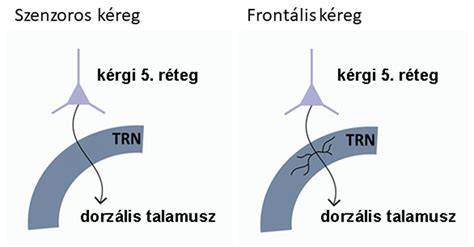 Vákuum-aspirációs terhességmegszakítás sematikus ábra