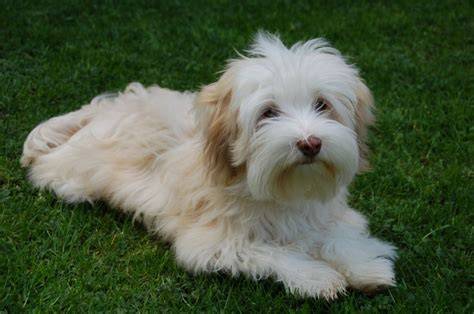 4 hónapos bichon havanese kölyök mérlegen